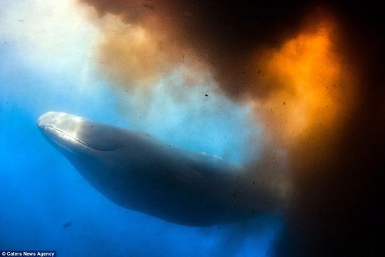 巨头鲸遭潜水员骚扰 排出一大波粪便自卫(图)