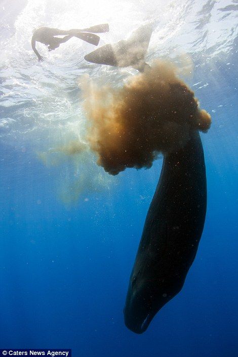 巨头鲸遭潜水员骚扰 排出一大波粪便自卫(图)
