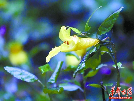 湖南永州现存一亿年花朵 活蹦乱跳如活虾(图)