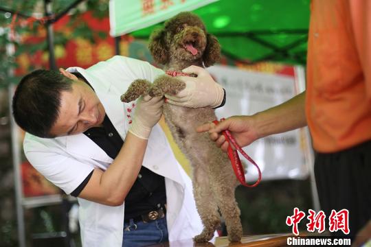 南京高校师生义诊宠物开展科普。　泱波 摄