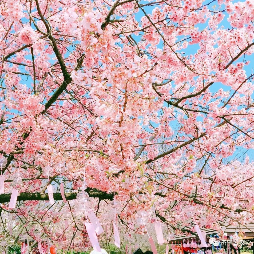 【126校庆】“樱为有你”首届春见樱花节开幕-西安交通大学新闻网