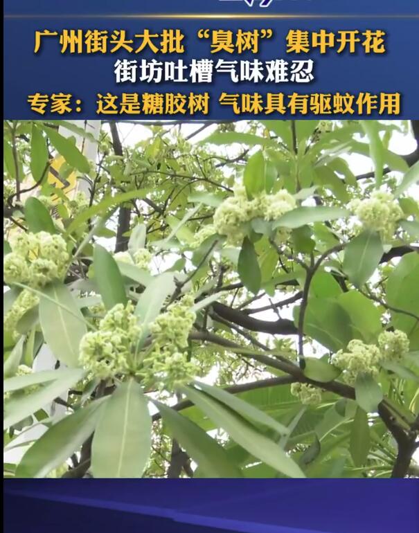 广州街头大批臭树集中开花